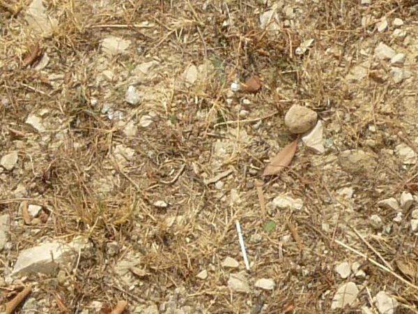 Brown grass on stones texture, with small green patches, small white rocks and other debris